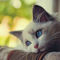 Avatar của Phạm Hoàng Yến